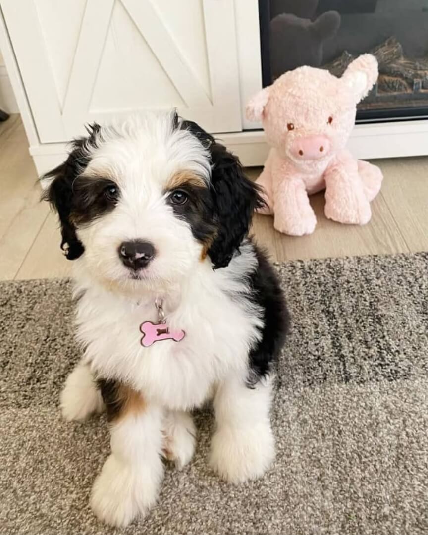 Meet Bailey – The Gentle Shadow
