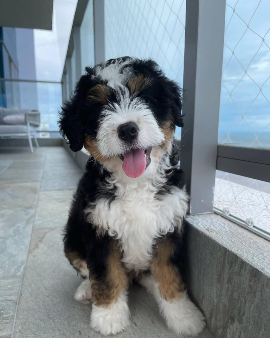 Meet Kobe - The Classic Gentle Soul