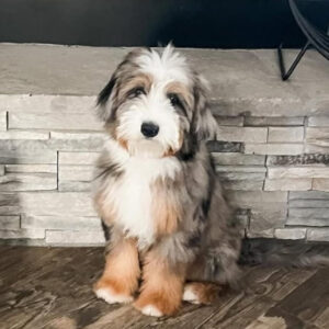 Meet Ziggy – The Social Butterfly